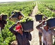 Vertebración sectorial e integración asociativa